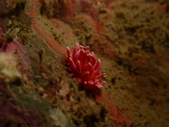 Okenia hiroi