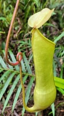 Nepenthes distillatoria
