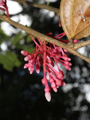 Thibaudia costaricensis