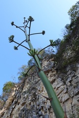 Agave hiemiflora