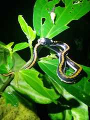 Rhabdophis chrysargoides