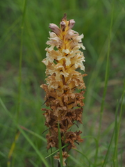 Orobanche lutea