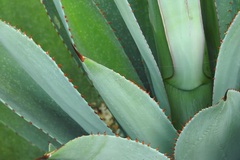 Agave hiemiflora