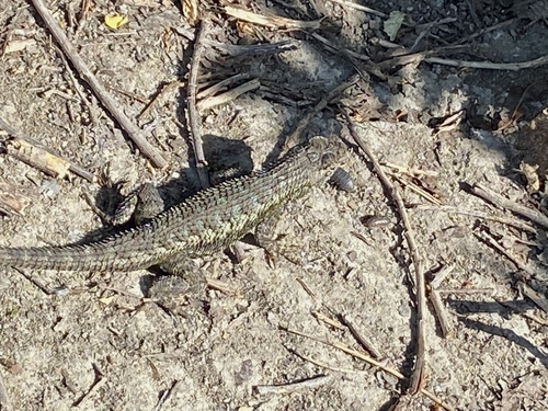 iNaturalist observation photo of Western Fence Lizard