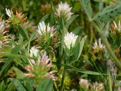 Trifolium squamosum