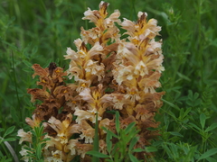 Orobanche lutea