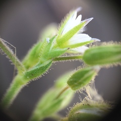 Cerastium pumilum