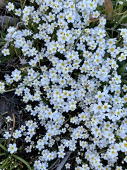 Plagiobothrys chorisianus hickmanii