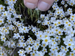 Plagiobothrys chorisianus hickmanii