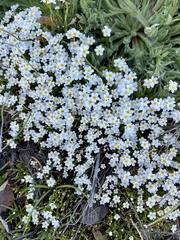 Plagiobothrys chorisianus hickmanii