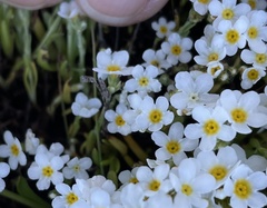 Plagiobothrys chorisianus hickmanii