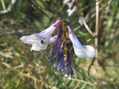 Vicia villosa pseudocracca