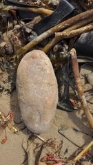 Polycitoridae