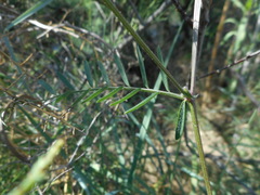 Vicia villosa pseudocracca