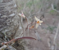 Barkeria obovata