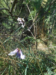 Vicia villosa pseudocracca