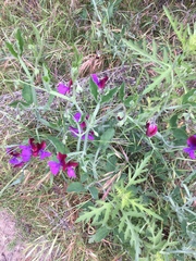 Lathyrus