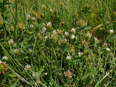 Trifolium squamosum