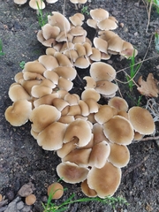 Candolleomyces candolleanus