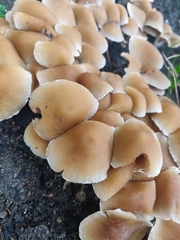 Candolleomyces candolleanus