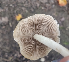 Candolleomyces candolleanus