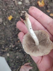 Candolleomyces candolleanus