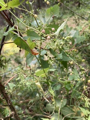 Muehlenbeckia gracillima