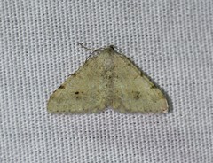 Frederickia prolificata