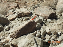 Crotaphytus vestigium