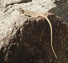 Crotaphytus vestigium