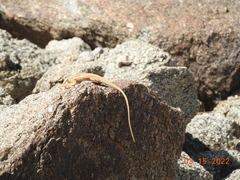 Crotaphytus vestigium