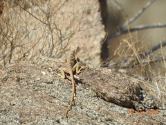 Crotaphytus vestigium
