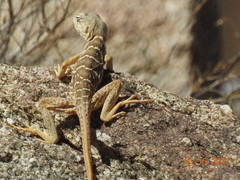 Crotaphytus vestigium