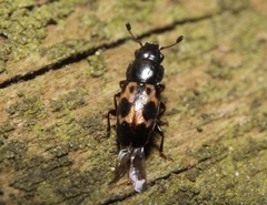 Glischrochilus confluentus