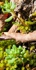 Sedum pusillum