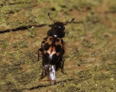 Glischrochilus confluentus