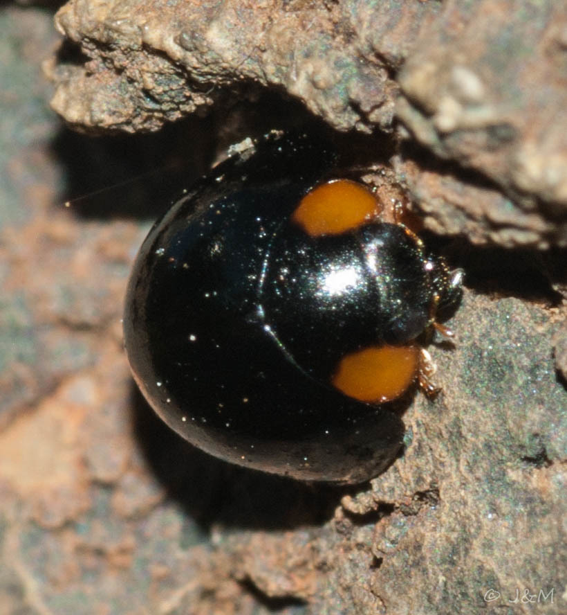 Exochomus