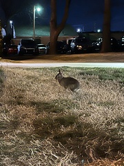 Sylvilagus floridanus