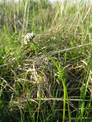 Valeriana dioica