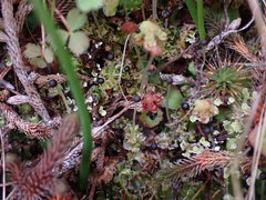 Fossombronia longiseta
