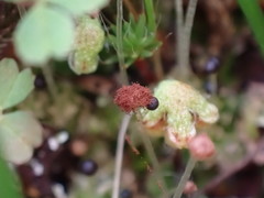 Fossombronia longiseta