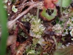 Fossombronia longiseta