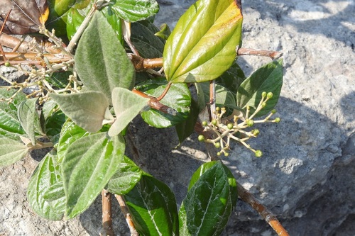 Sinclairia discolor, photograph 6