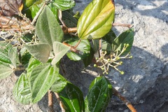 Sinclairia discolor