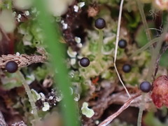 Fossombronia longiseta