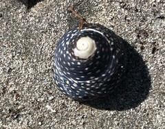 Chlorodiloma odontis