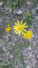 Senecio californicus