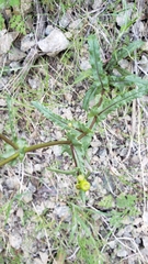 Senecio californicus