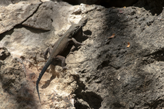 Sceloporus gadoviae