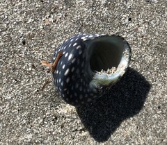 Chlorodiloma odontis